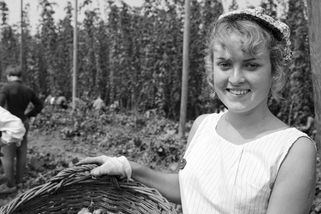 Osm hodin denně u česaček a nocleh na palandách. I tak vypadaly chmelové brigády - Proženy.cz